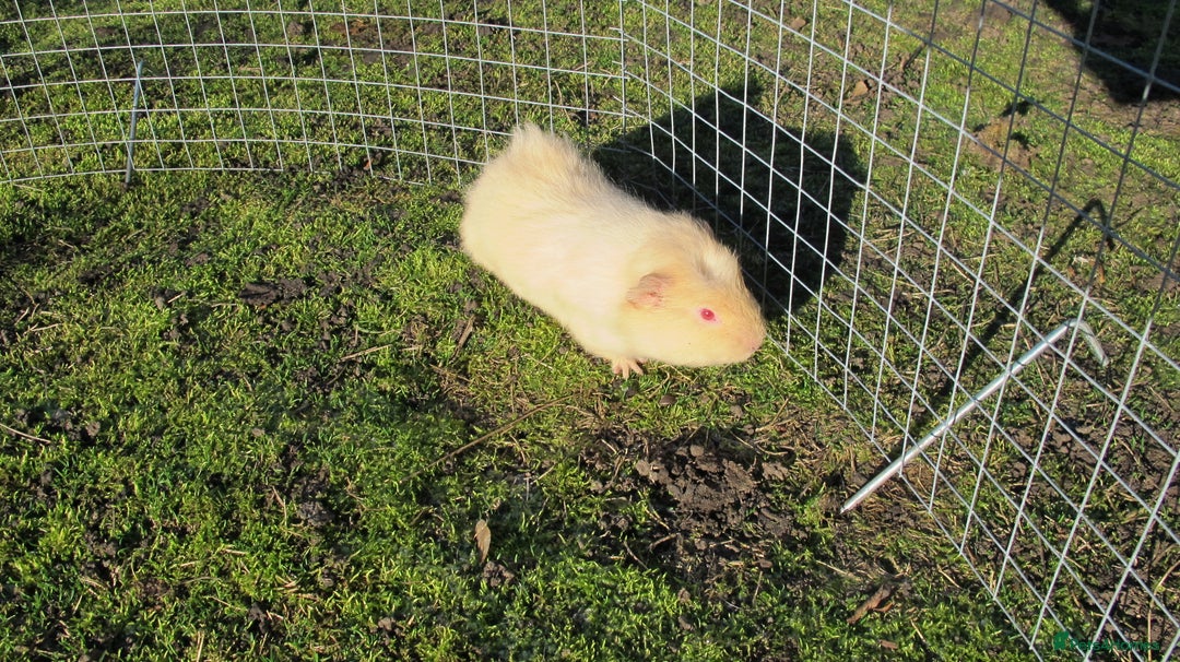 Guinea Pig rodents for sale: stunning male guinea pigs, several types & colours - Advert 6
