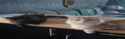 Maine Coon cats for sale: PURE main coon black male  - Advert 4