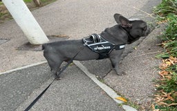 French Bulldog dogs for stud: French bulldog for stud  - Image 1