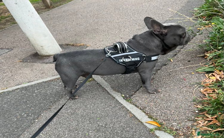French Bulldog dogs - Advert 19