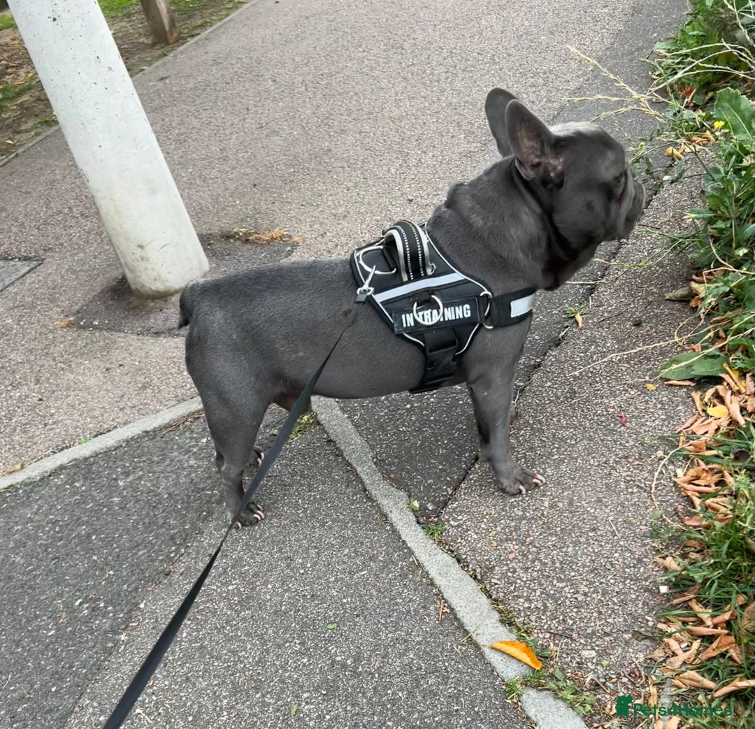 French Bulldog dogs for stud: French bulldog for stud  - Image 1