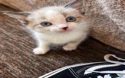 Ragdoll cats for sale: Ragdoll X 15 week kitten for rehoming  - Image 9