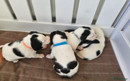 Beagle dogs for sale: BEAGLE X SPANIEL MIX PUPPIES - Image 13