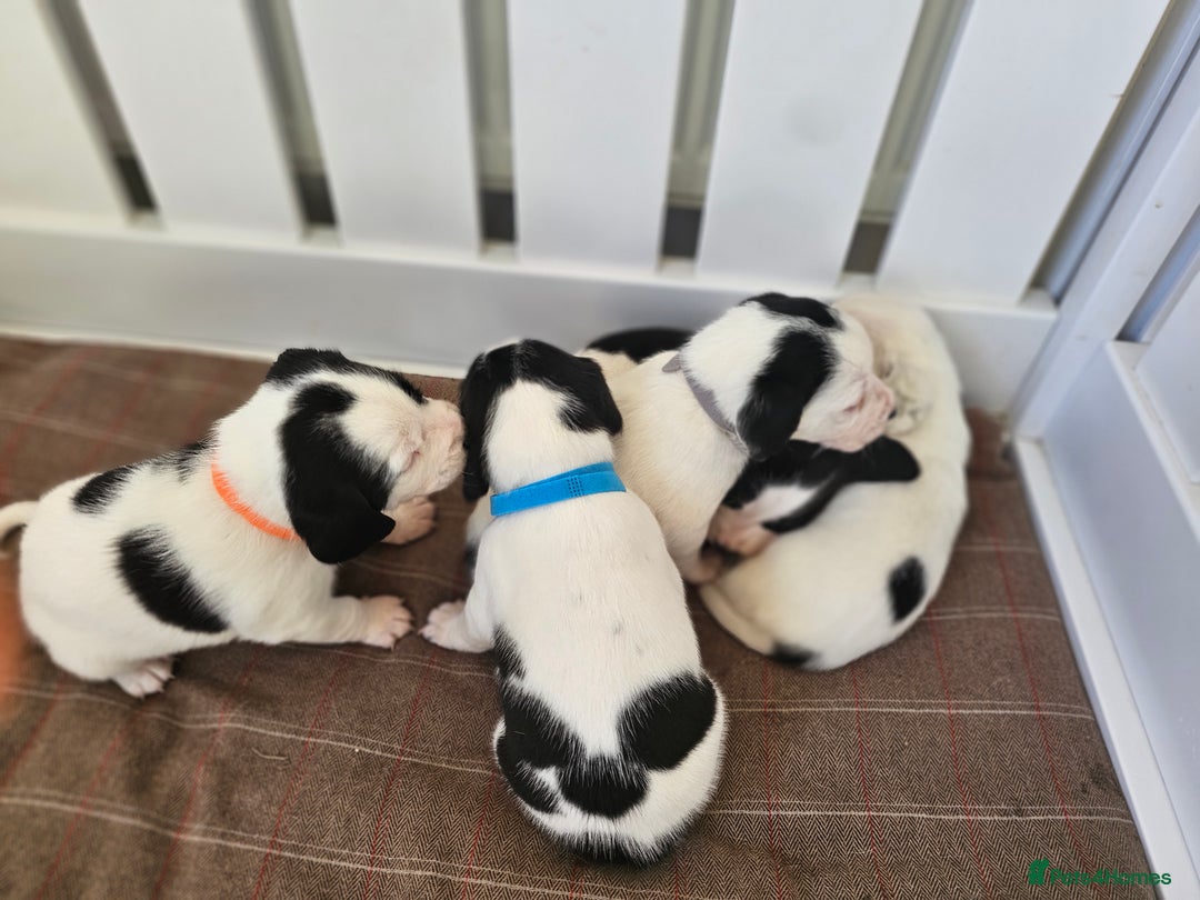 Beagle dogs for sale: BEAGLE X SPANIEL MIX PUPPIES - Image 13