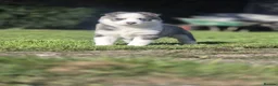 Pomsky dogs for sale: Beautiful F3 Pomsky Puppies - Advert 16