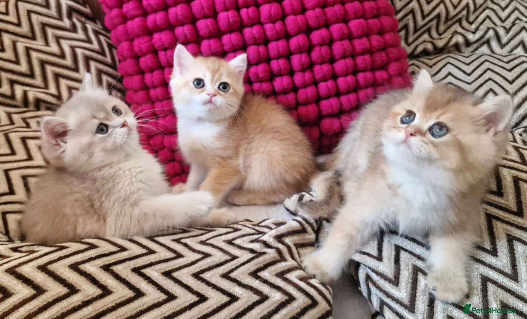 British Shorthair cats for sale: GOLDEN BRITISH SHORTHAIR KITTENS TICA  - Image 32