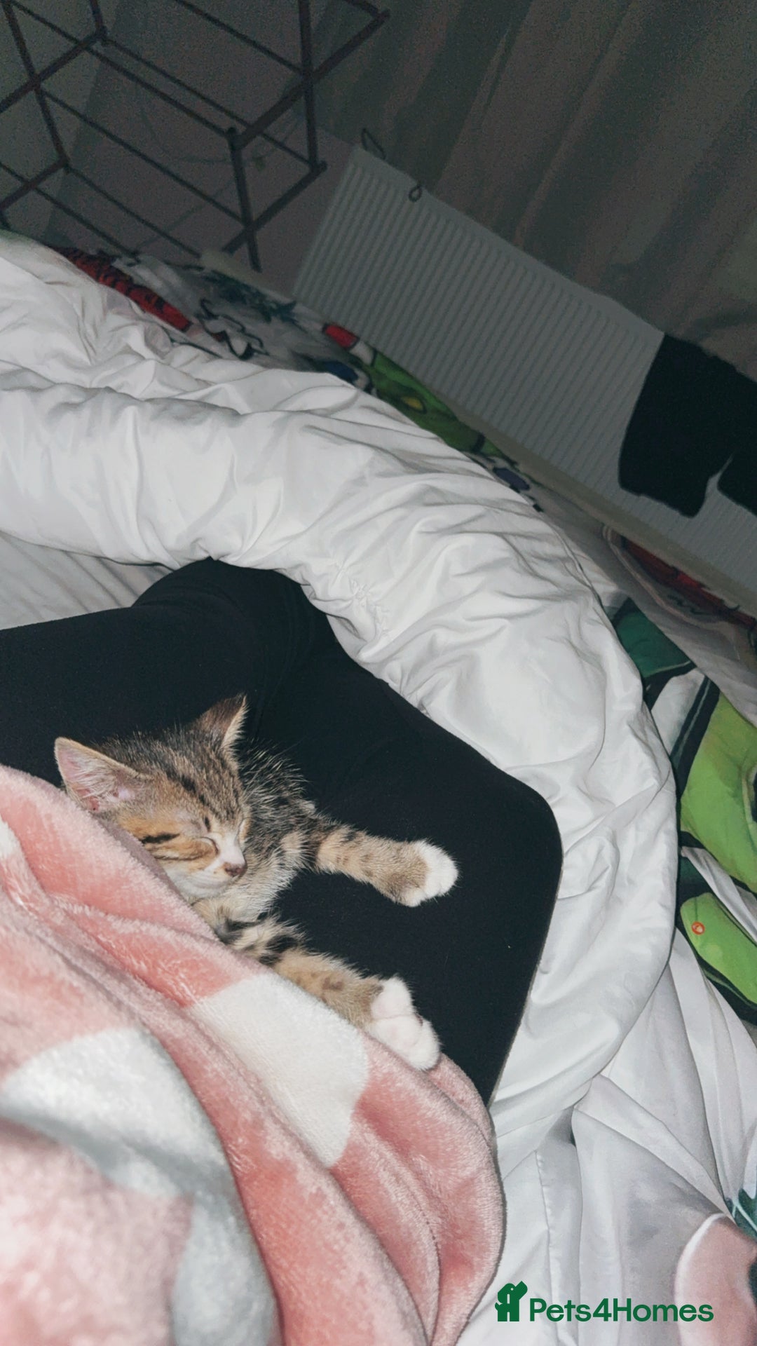 Bengal cats for sale: Puds the bengal kitten - Advert 5