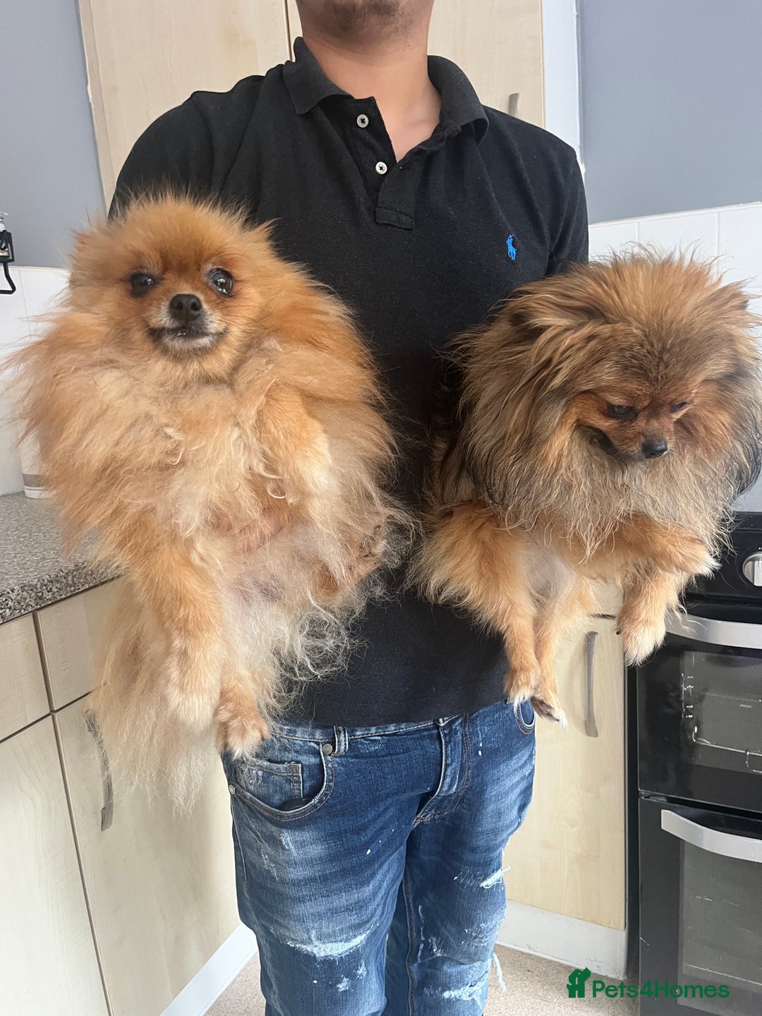 Pomeranian dogs for sale: Sweet Pomeranian Girl  - Advert 3