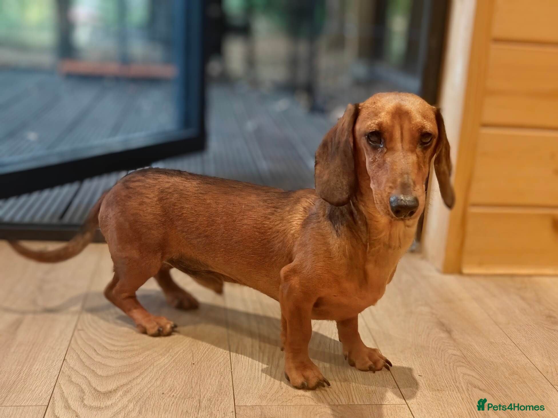Miniature Dachshund dogs Miniature Dachshund Male 1 year 3 months Neutered - Advert 1