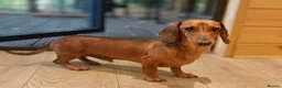 Miniature Dachshund dogs for adoption: Miniature Dachshund Male 1 year 3 months Neutered - Advert 1