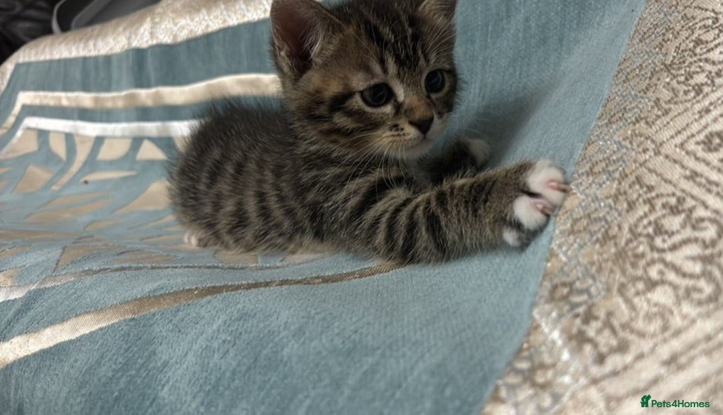 Domestic Shorthair cats Domestic Shorthairs - Tabbies and Ginger babies  - Advert 1