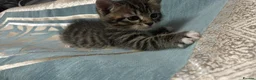 Domestic Shorthair cats for sale: Domestic Shorthairs - Tabbies and Ginger babies  - Advert 1
