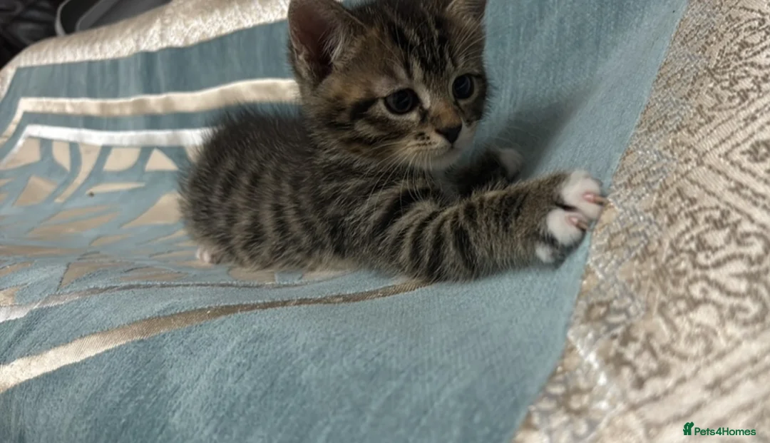 Domestic Shorthair cats for sale: Domestic Shorthairs - Tabbies and Ginger babies  - Advert 1