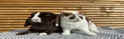 Mini Lop rabbits for sale: Mini Plush Lop Girls  - Advert 1