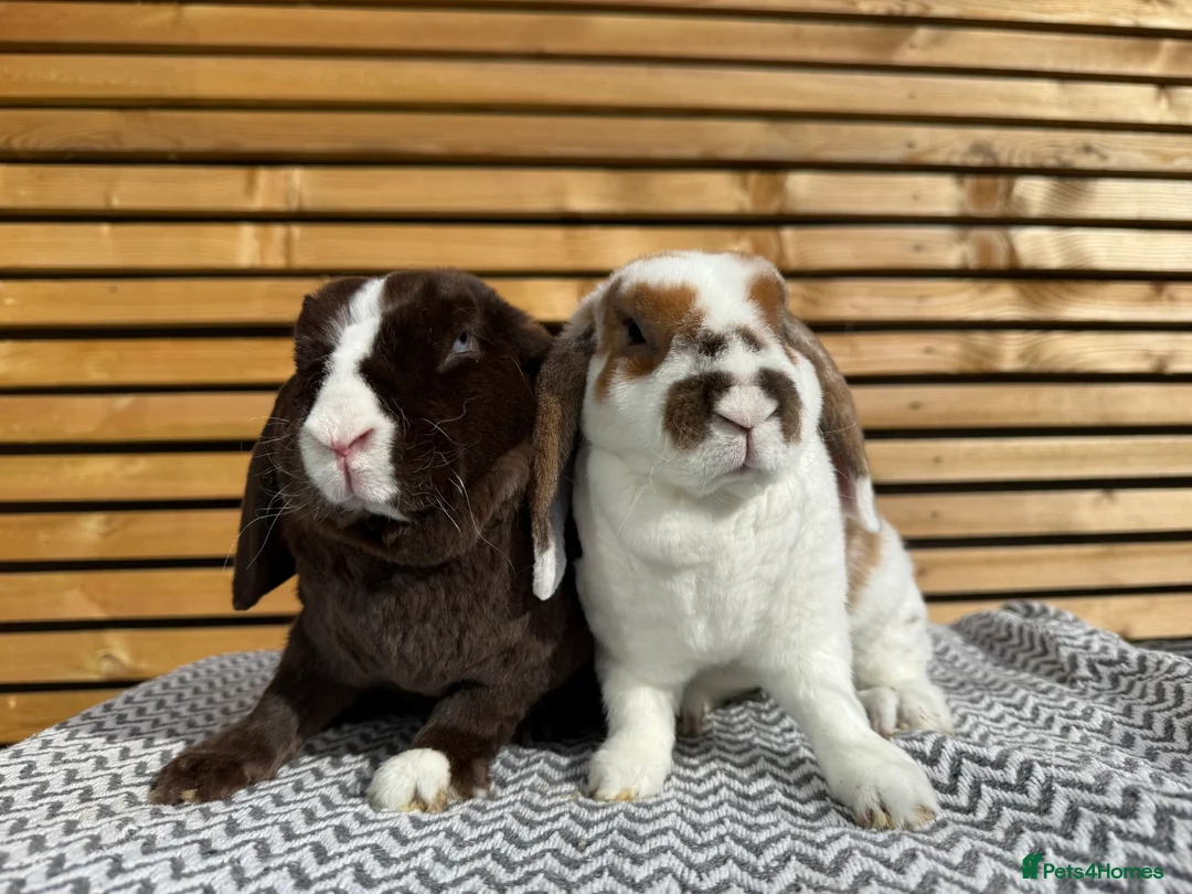 Mini Lop rabbits for sale: Mini Plush Lop Girls  - Advert 1