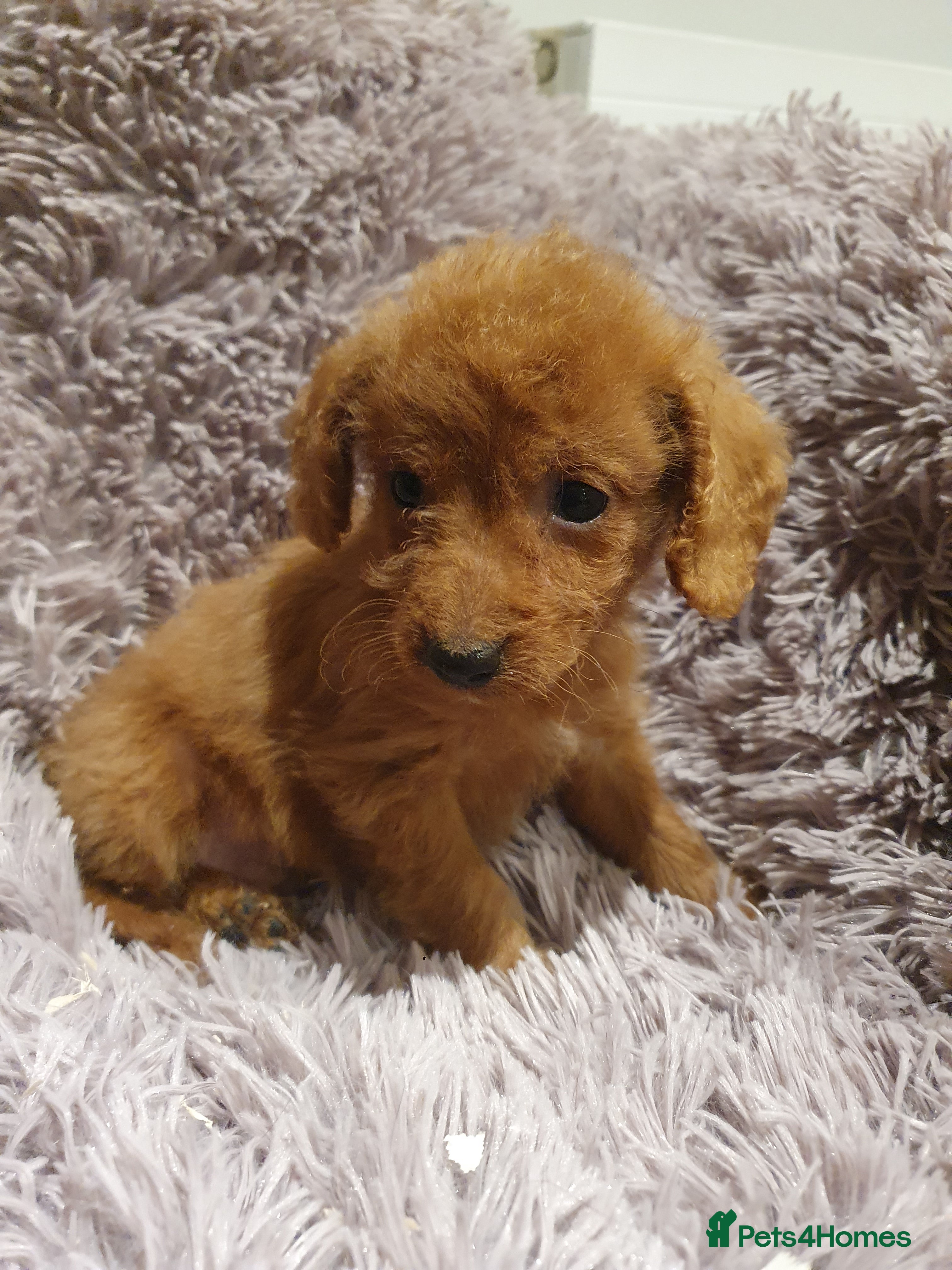 Labradoodle dogs Adorable litter of miniature labradoodles  - Advert 1