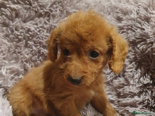 Labradoodle dogs Adorable litter of miniature labradoodles - Advert 1