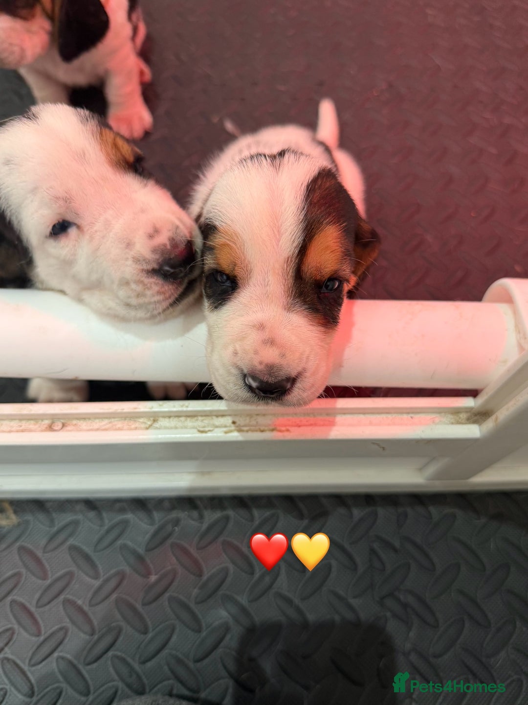 Basset Hound dogs for sale: Beautiful Basset Hound Puppies  - Image 10