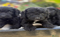 Cockapoo dogs for sale: F1 cockapoos girls  - Image 9