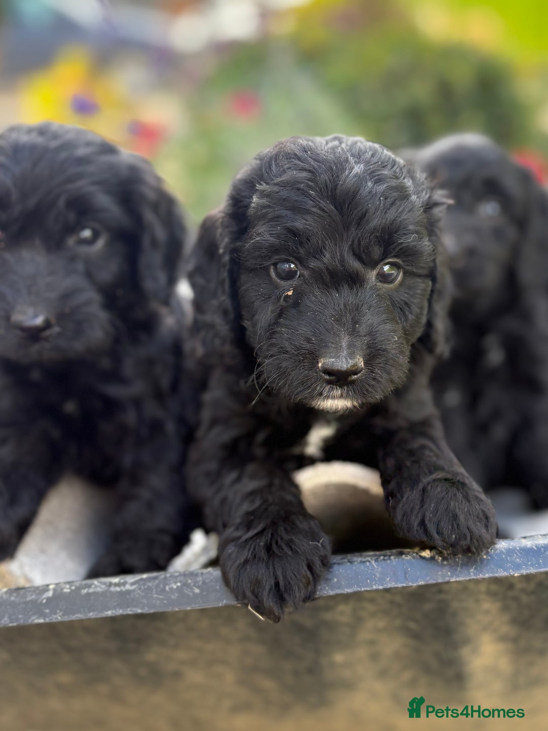Cockapoo dogs for sale: F1 cockapoos girls  - Image 9