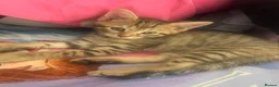 Mixed Breed cats for sale: Beautiful female  tabby needs a loving home  - Advert 10