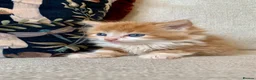 Mixed Breed cats for sale: Kittens Seeking Forever Homes! - Advert 13