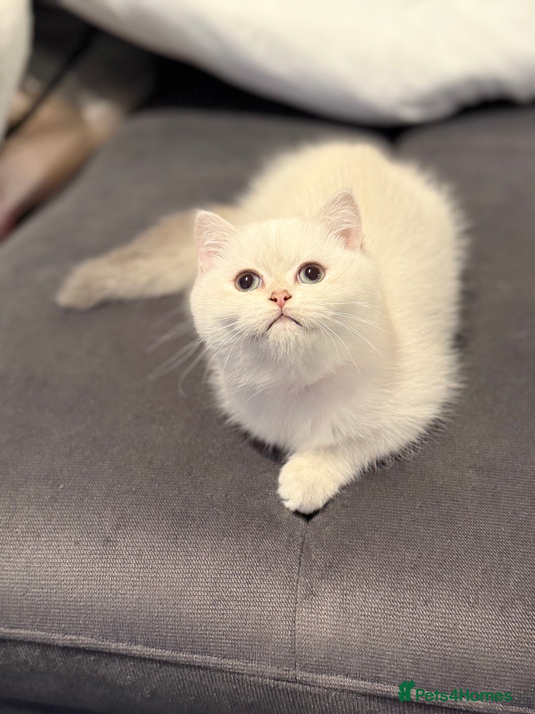 Scottish Fold cats for sale: 😻Last Two Stunning Scottish straight girls 😻 - Advert 38