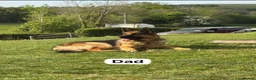 German Shepherd dogs for sale: Beautiful German shepherd pups  - Advert 2