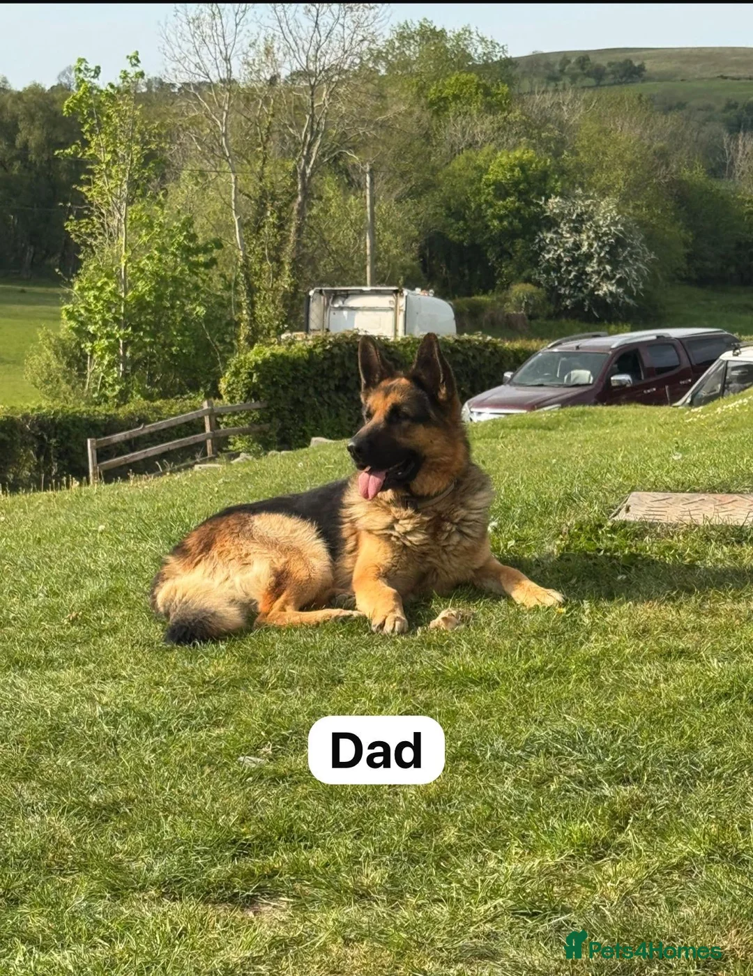 German Shepherd dogs for sale: Beautiful German shepherd pups  - Advert 2