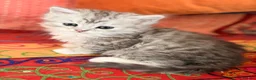 Scottish Fold cats for sale: GORGEOUS SCOTTISH FOLD X EXOTIC PERSIAN KITTENS - Advert 2