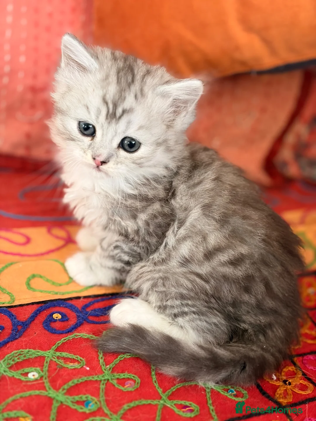 Scottish Fold cats for sale: GORGEOUS SCOTTISH FOLD X EXOTIC PERSIAN KITTENS - Advert 2