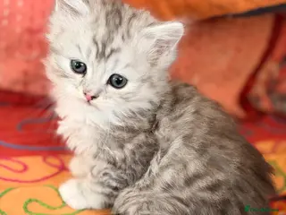 Scottish Fold cats GORGEOUS SCOTTISH FOLD X EXOTIC PERSIAN KITTENS - Advert 12