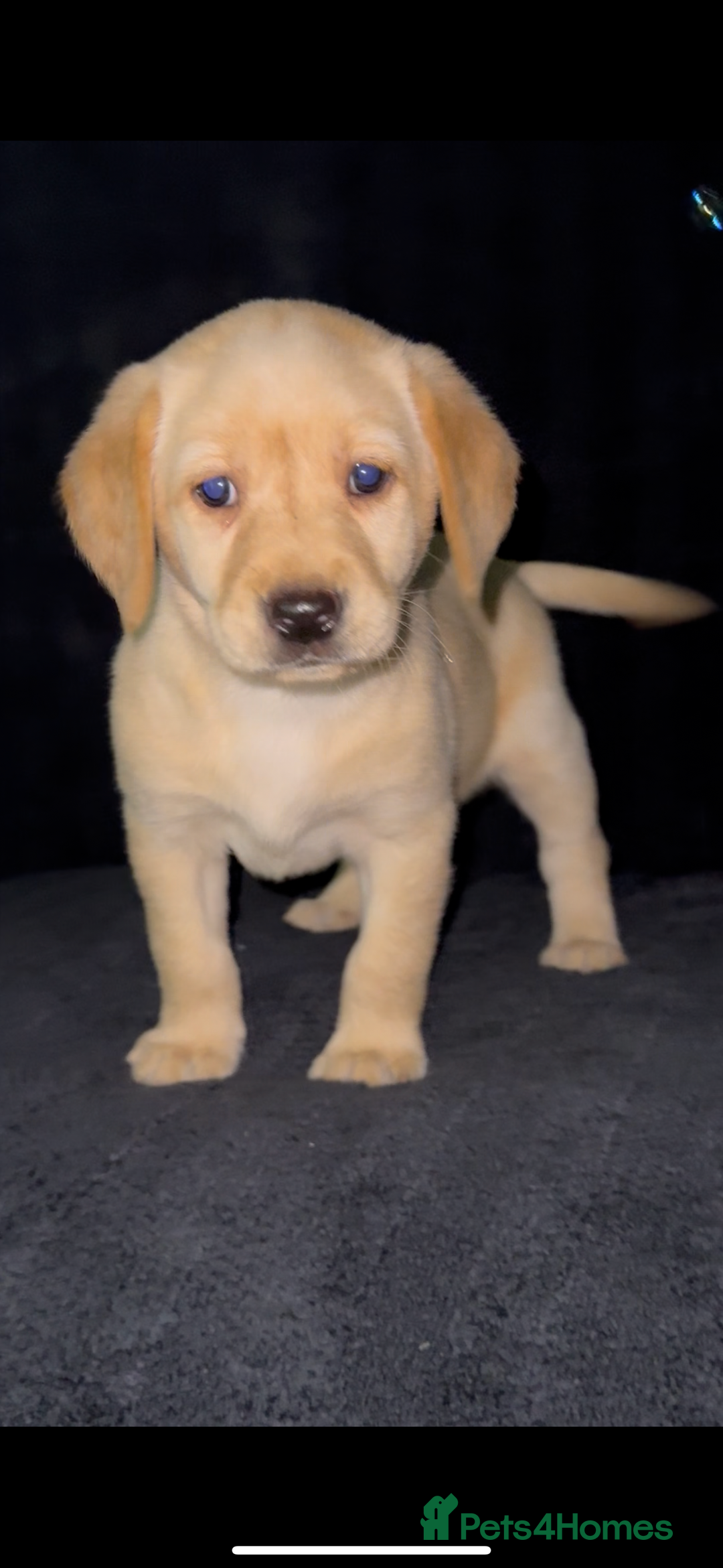 Labrador Retriever dogs for sale: ⭐️5 ADORABLE LABRADOR PUPPIES⭐️ - Advert 11