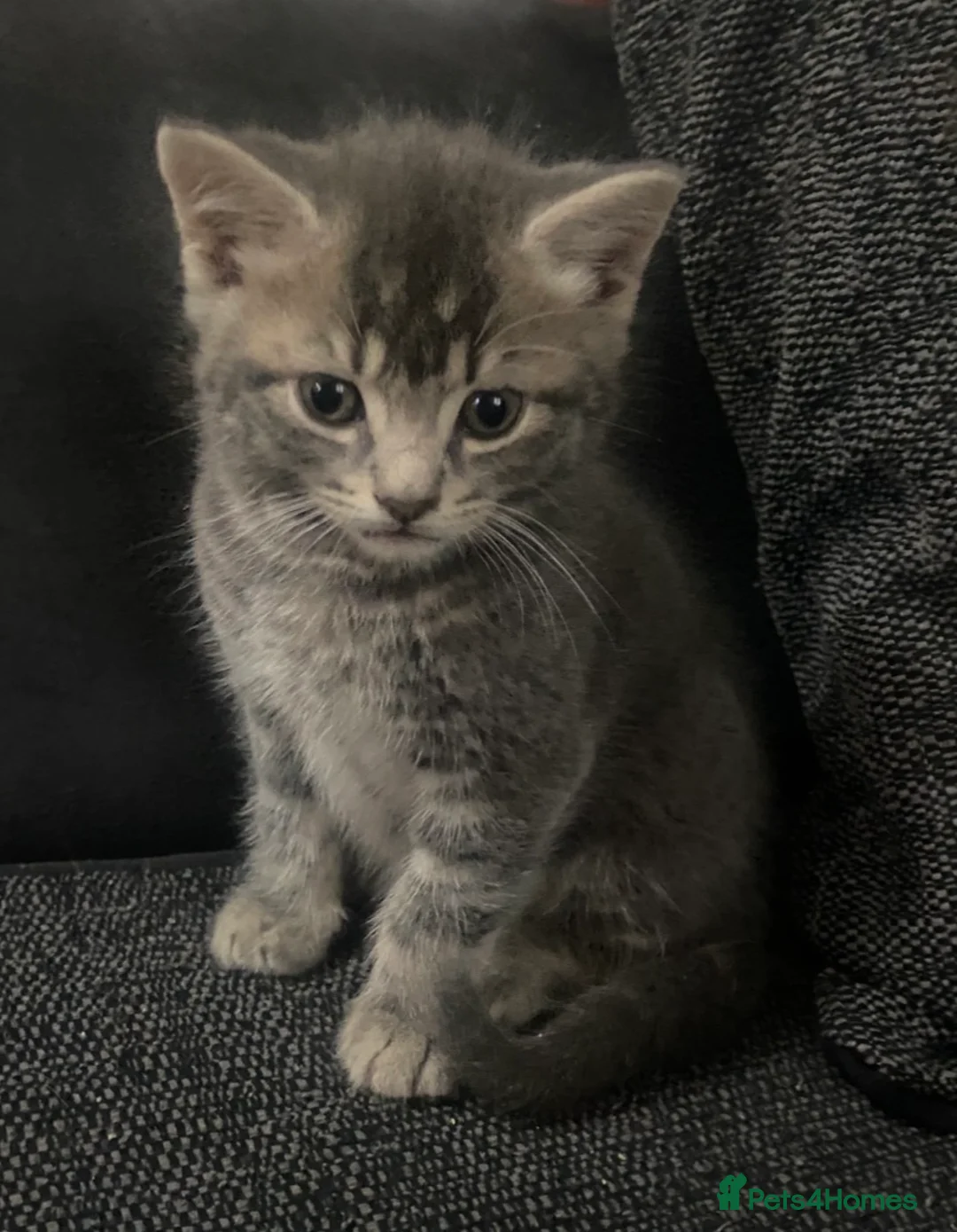 Mixed Breed cats for sale: Beautiful long haired grey tabby kitten  in Ipswich - Advert 2