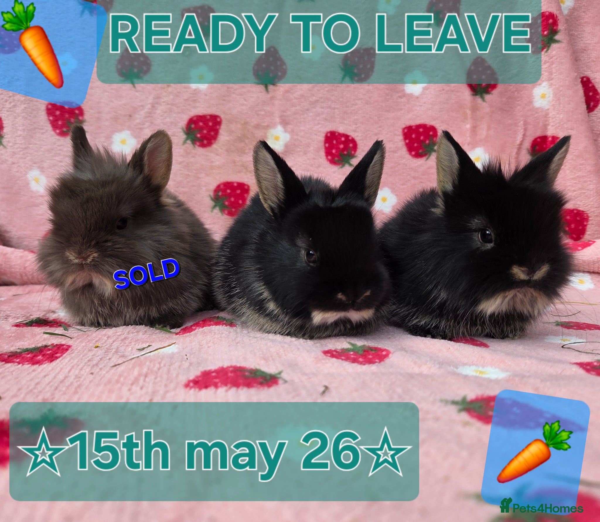 Netherland Dwarf rabbits ♡Netherland dwarf x lion head ☆♡☆ready 15th may☆♡☆ - Advert 22
