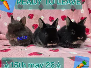 Netherland Dwarf rabbits ♡Netherland dwarf x lion head ☆♡☆ready 15th may☆♡☆ - Advert 22