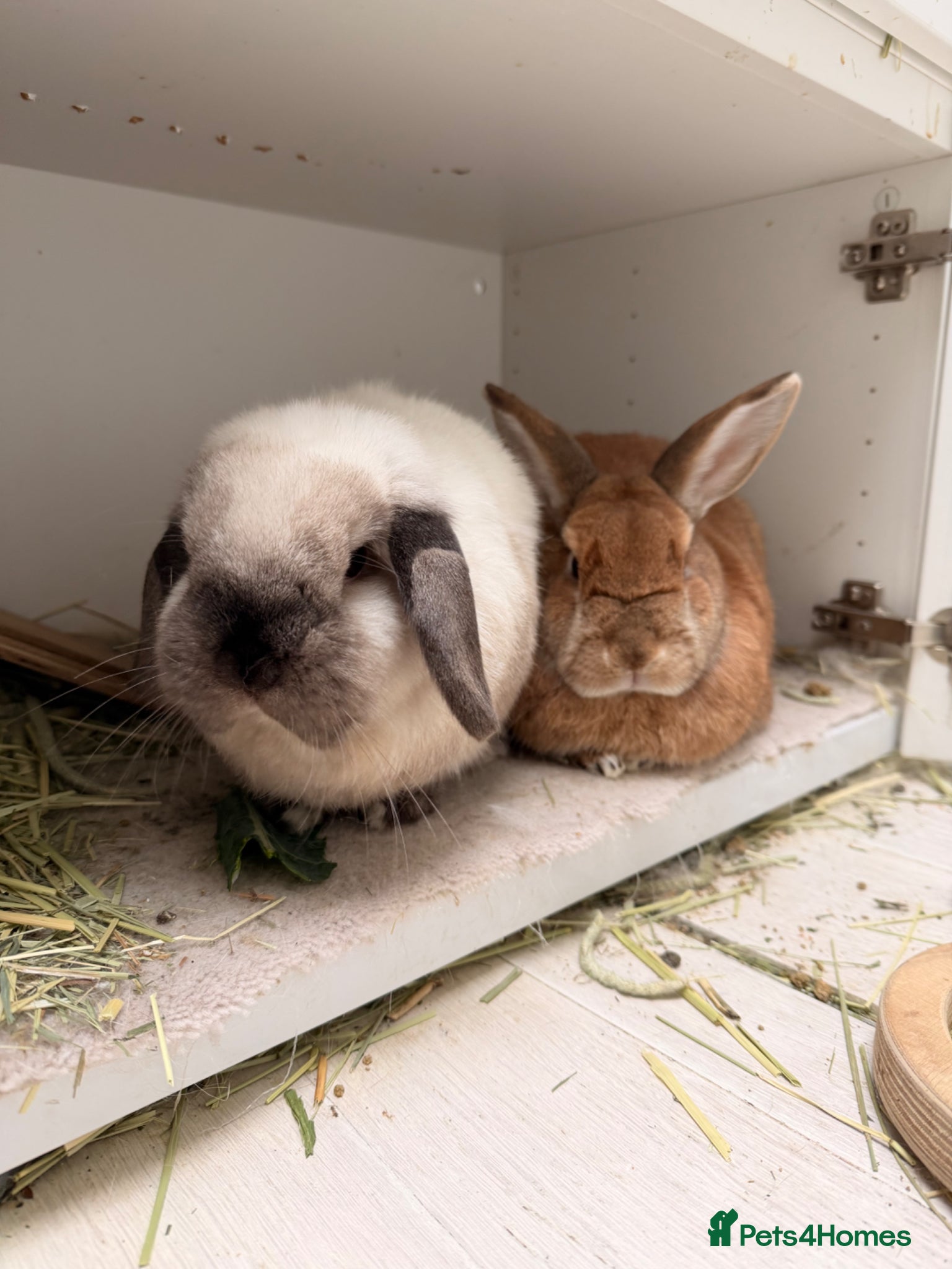 Mixed Breed rabbits 2 Bunnies for sale  - Advert 1