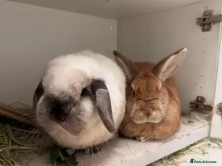 Mixed Breed rabbits 2 Bunnies for sale - Advert 1