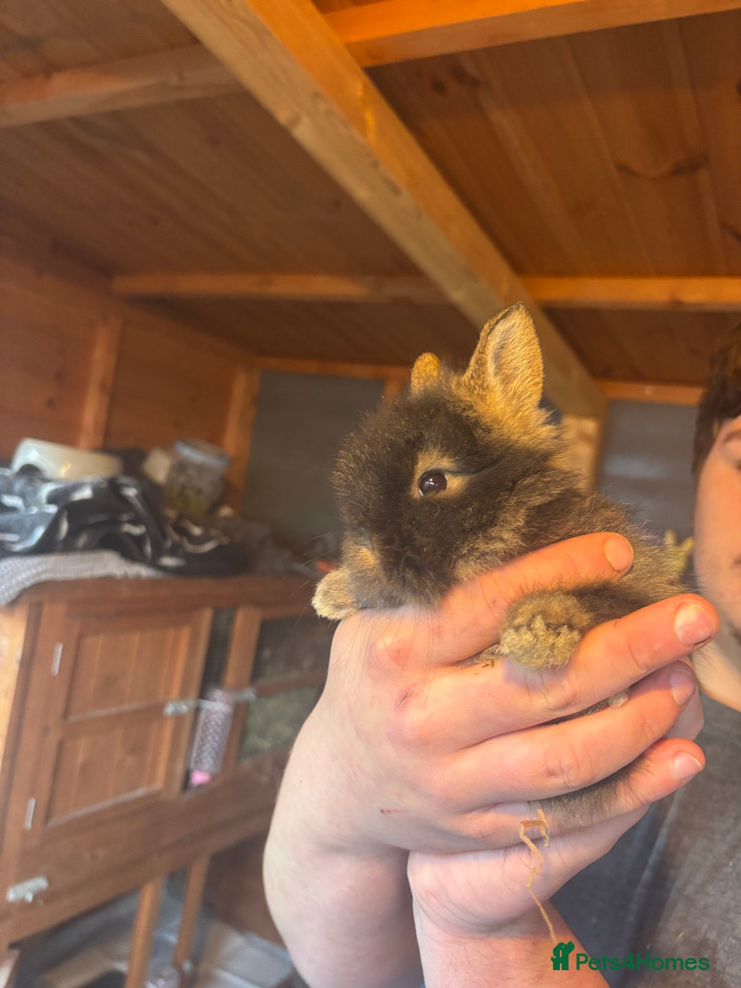 Lionhead rabbits for sale: Lion head bunnies available 🐰 - Advert 6