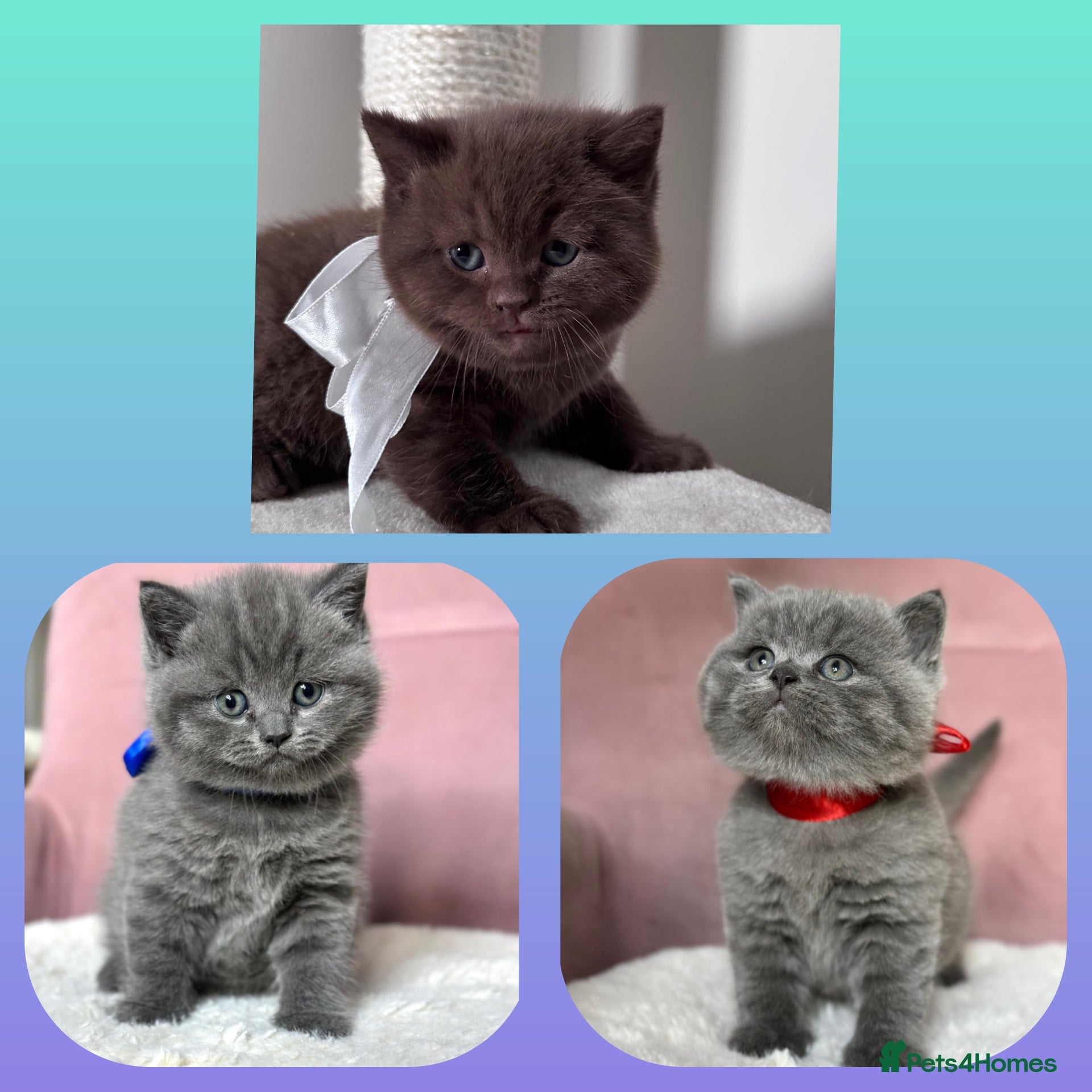 British Shorthair cats Adorable British Shorthair Kittens for Sale in Lincoln - Advert 1