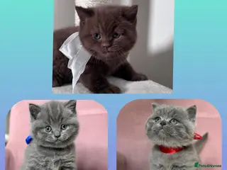British Shorthair cats Adorable British Shorthair Kittens for Sale in Lincoln - Advert 1