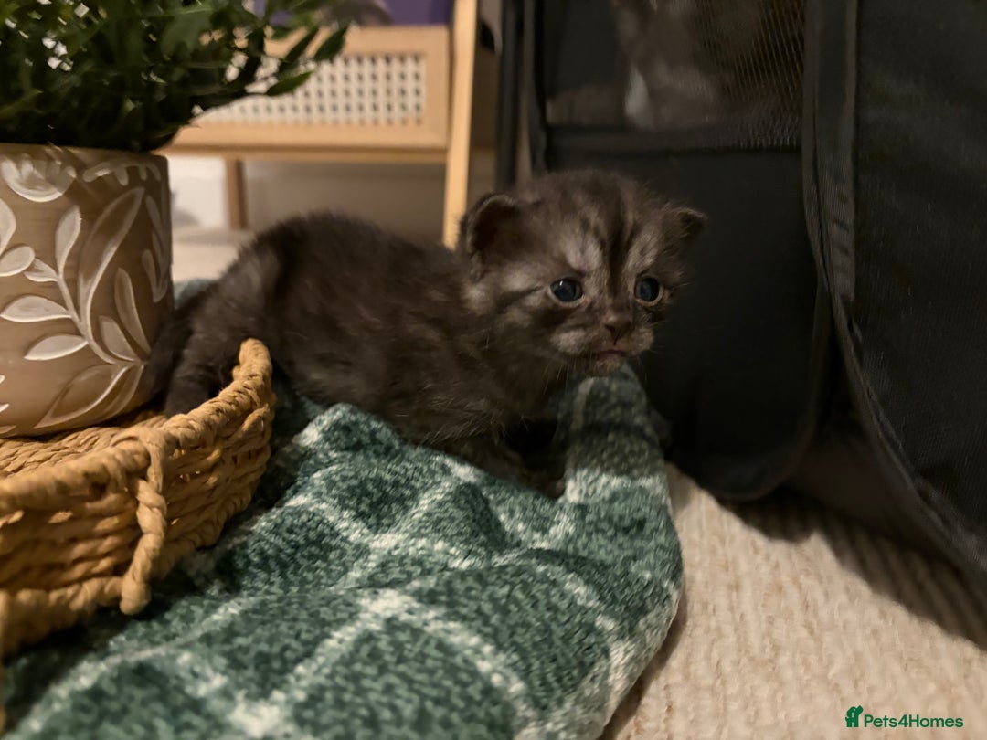 British Shorthair cats for sale: Beautiful British Shorthair Kittens  - Advert 21