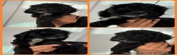 Cockapoo dogs for sale: Exceptional F1 health tested cockapoo puppies  - Advert 11