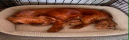 Cavapoo dogs for sale: cavapoo pups ready now  - Advert 14