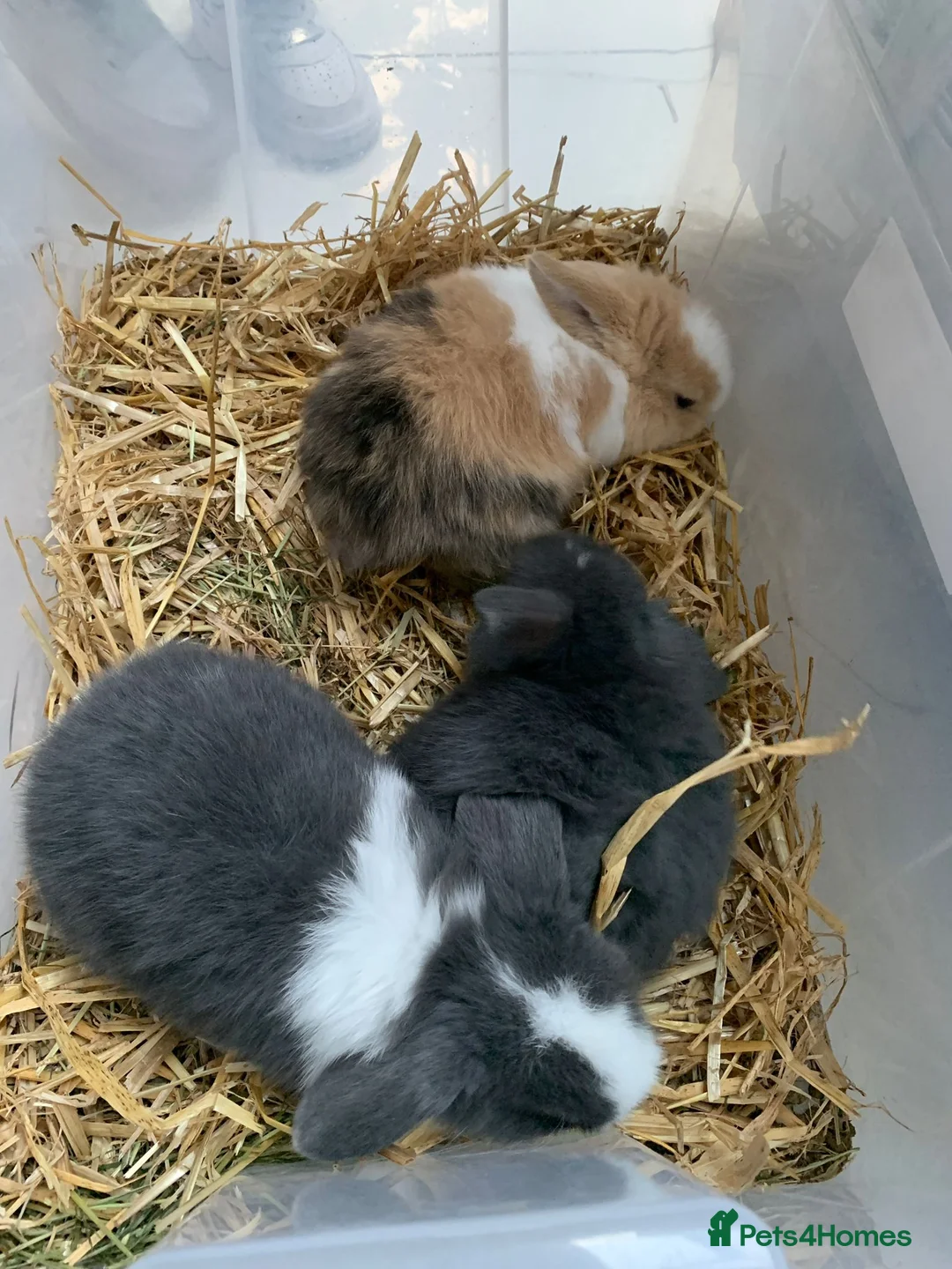 Mini Lop rabbits for sale: 3 Mini Lop Kits  - Advert 1