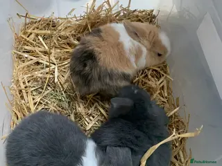 Mini Lop rabbits 3 Mini Lop Kits - Advert 5