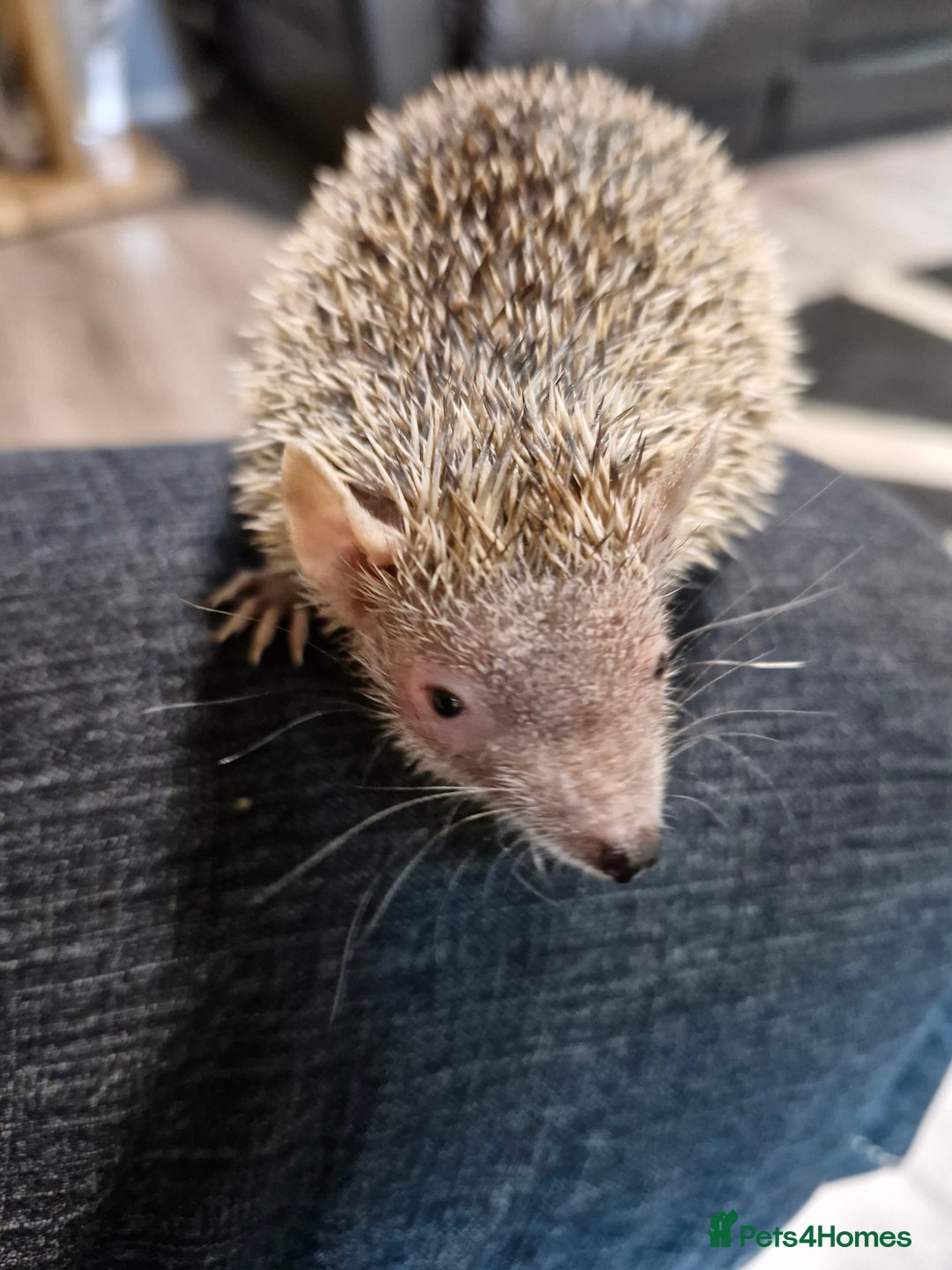 Pygmy Hedgehog rodents for sale: Male lesser tenrec - Image 3