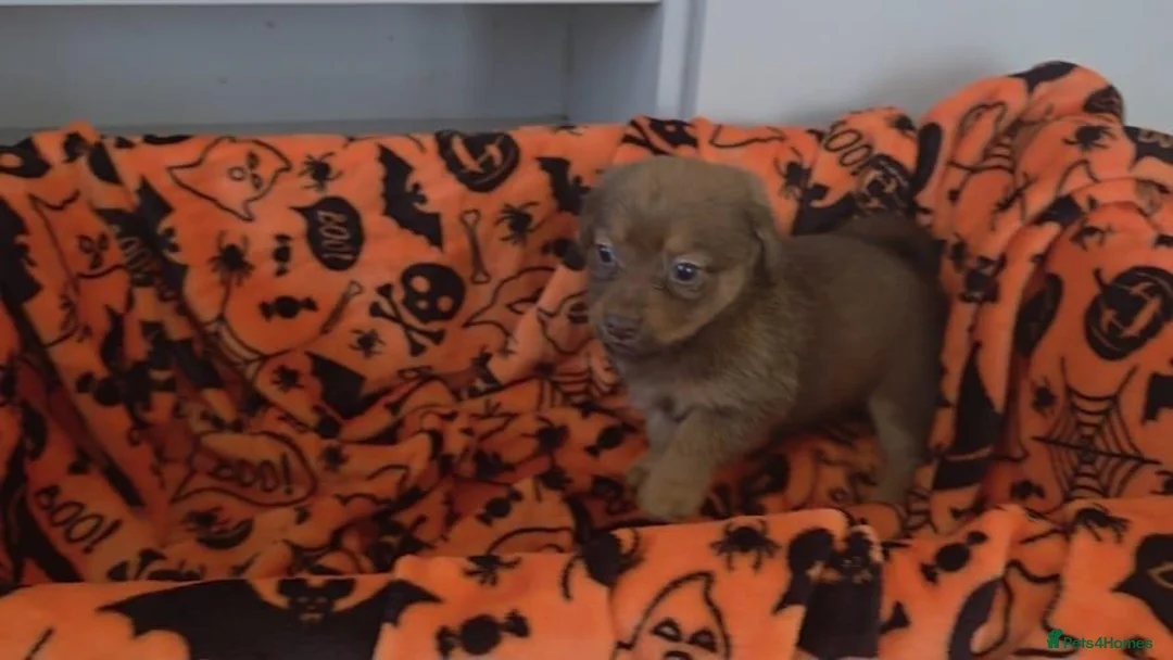 Mixed Breed dogs for sale: Beautiful puppy's ready for adoption  in Salisbury - Advert 7