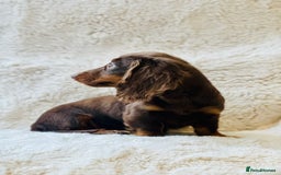 Miniature Dachshund dogs for sale: Chocolate & Tan Miniature Longhaired Dachshund - Image 10