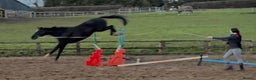 Irish Sports horses for sale: Stunning Irish Gelding  - Advert 6